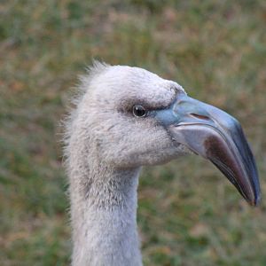 juvenile Chilean flamingo