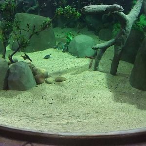 Spirit of the Jaguar Aquarium at Chester, 19/02/12