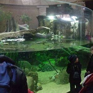 Spirit of the Jaguar Aquarium at Chester, 19/02/12