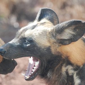 African Wild Dogs at Chester, 19/02/12