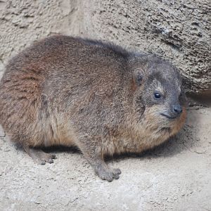 Cape Rock Hyrax at Chester, 19/02/12