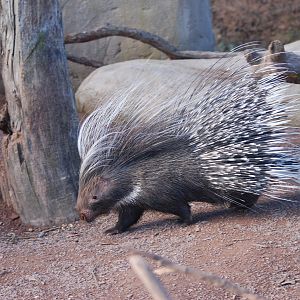 Cape Crested Porcupine at Chester, 19/02/12