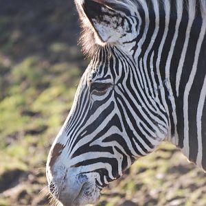 Grevy's Zebra at Chester, 19/02/12