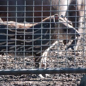 Brazilian Tapir Calf at Chester, 19/02/12