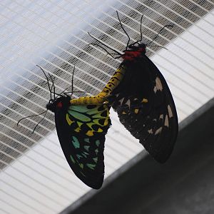 Common Green Birdwings at Chester, 19/02/12