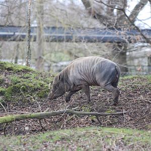 Sulawesi Babirusa at Chester, 19/02/12