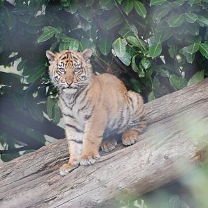 Sumatran Tiger Cub at Chester, 19/02/12