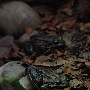 Mountain Chickens at Chester, 19/02/12