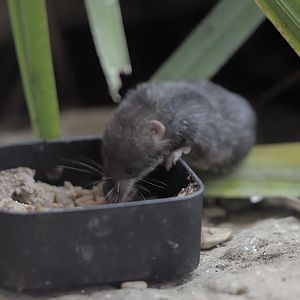 The Slimbridge Small Three - Water Shrew