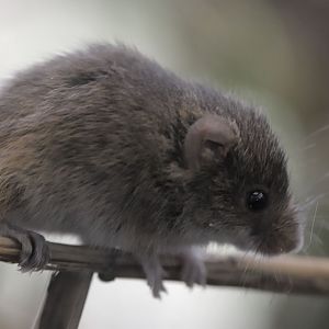 The Slimbridge Small Three - Harvest Mouse
