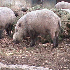 bearded pig 080112