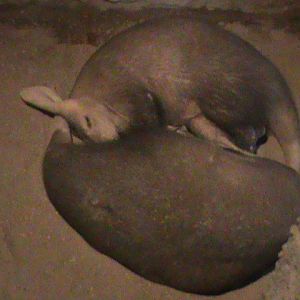 aardvarks 080112