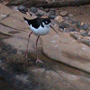 black-necked stilt 080112