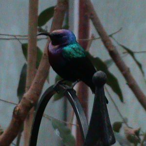 splendid sunbird 080112