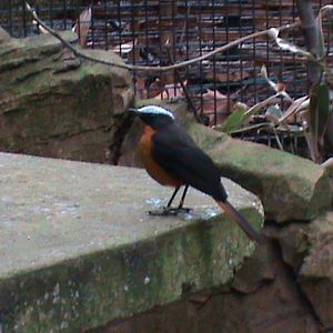 white-crowned robin chat 080112
