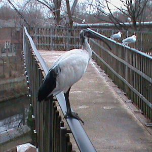 sacred ibis 080112