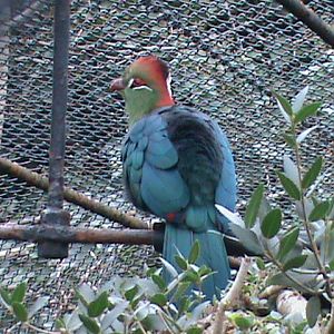 fischers turaco 080112