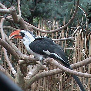 von der deckens hornbill 080112