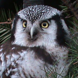 northern hawk owl 080112