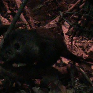 panay bushy-tailed cloud rat 080112