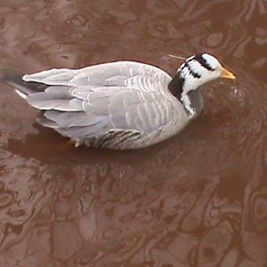 bar-headed goose 200212