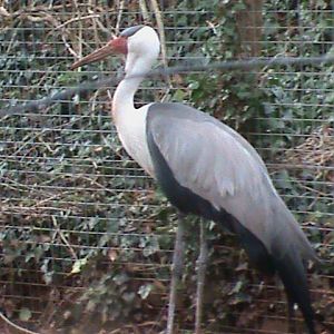 wattled crane 200212