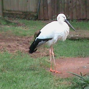 oriental white stork 200212