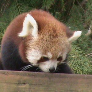 lesser panda 200212