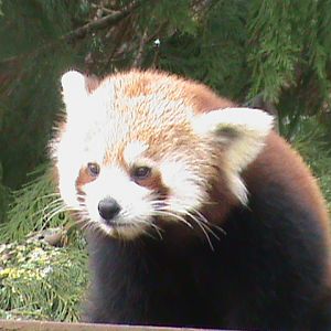 lesser panda 200212