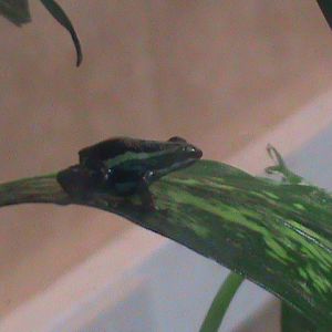 phantasmal poison dart frog 200212