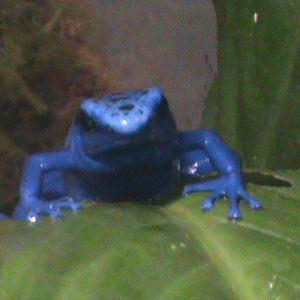 dyeing poison dart frog 200212
