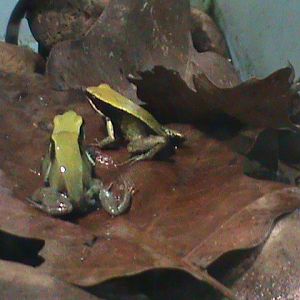 green mantella 200212