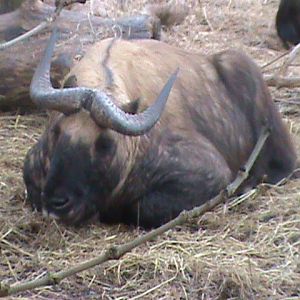 mishmi takin 200212