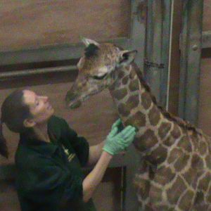 new baby giraffe 200212
