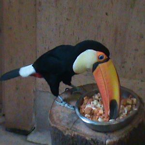 toco toucan 200212