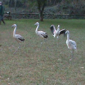 juvenile chilean flamingos 200212