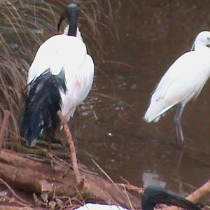 sacred ibis and little egret 200212