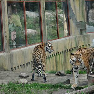 Tiger World, Kolmården