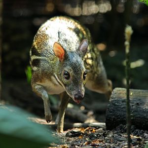Yellow-striped chevrotain