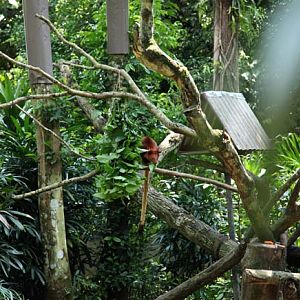 Goodfellow's tree kangaroo exhibit