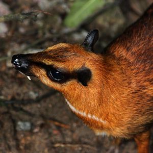 large Malayan chevrotain