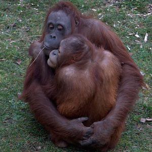 Hugging Orangutans
