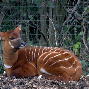 Bongo Calf