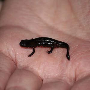 Chinese fire-bellied newt eft