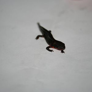Chinese fire-bellied newt eft