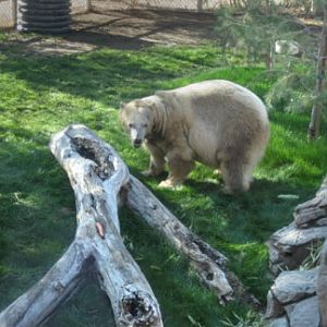 newly arrived polar bear - Feb 21, 2012
