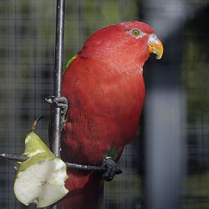 Yellow-backed chattering lory