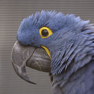 Hyacinthine macaw