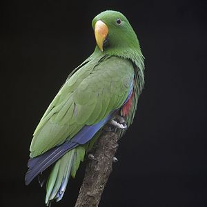 Eclectus parrot
