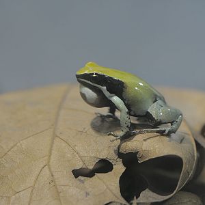 Green Mantella